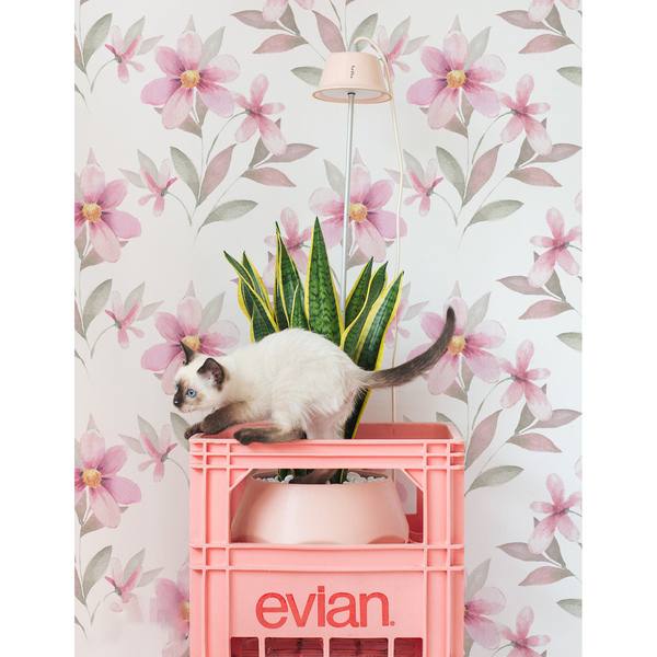 Fototapeta Premyslené a romantické