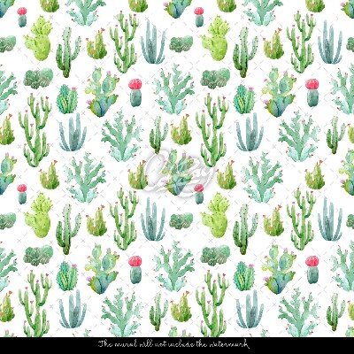 Fototapeta Drobné kaktusy na bielom pozadí
