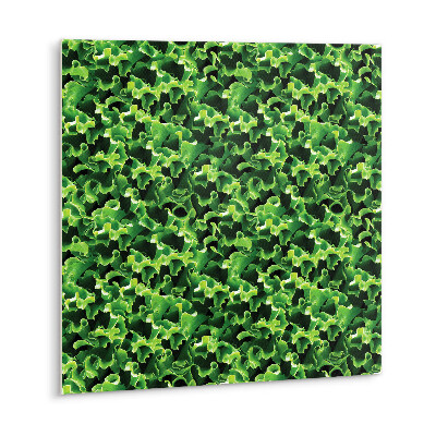PVC obklady Listy zeleného šalátu