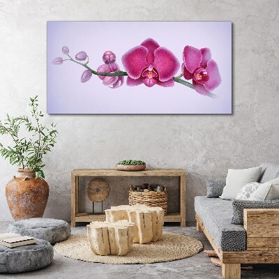 Obraz Canvas Orchidey v jemných odtieňoch ružovej