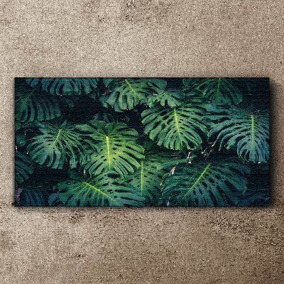 Obraz Canvas Tropická zelená v listoch Monstera