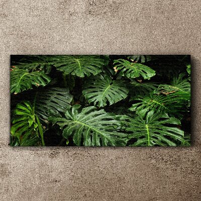 Obraz na plátne Tropické listy Monstera