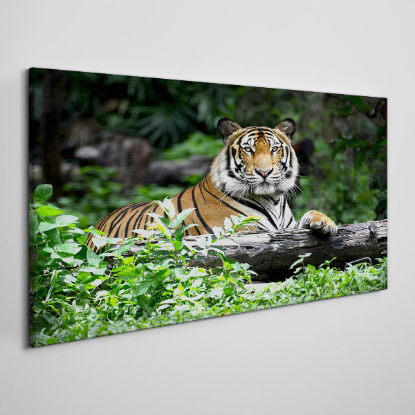 Obraz canvas Tiger v zelenom lese
