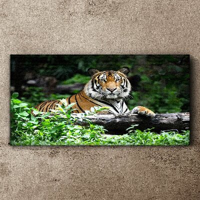 Obraz canvas Tiger v zelenom lese
