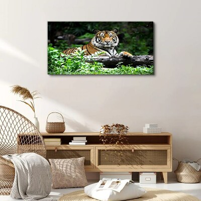 Obraz canvas Tiger v zelenom lese