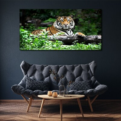 Obraz canvas Tiger v zelenom lese