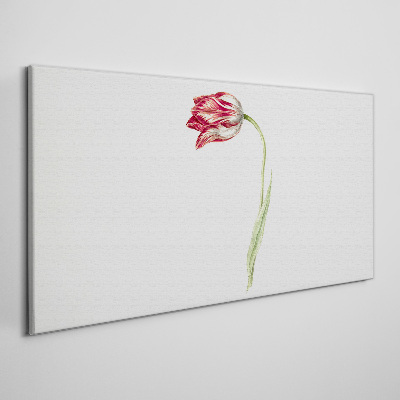 Obraz na plátne Tulipán v jemných odtieňoch