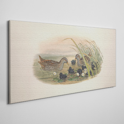 Obraz Canvas Kačacie rodiny vo vodnom prostredí