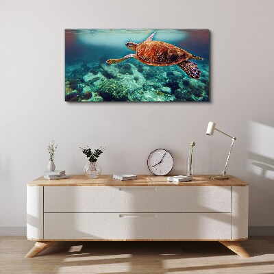 Obraz canvas morská zvieratá korytnačka vody