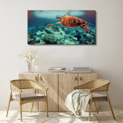 Obraz canvas Korytnačka v pokojných vodách