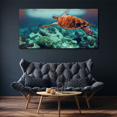 Obraz canvas morská zvieratá korytnačka vody