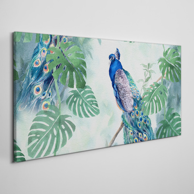 Obraz canvas Páv v tropickej džungli