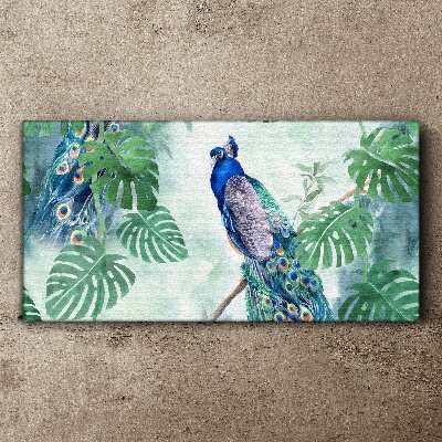 Obraz canvas Páv v tropickej džungli
