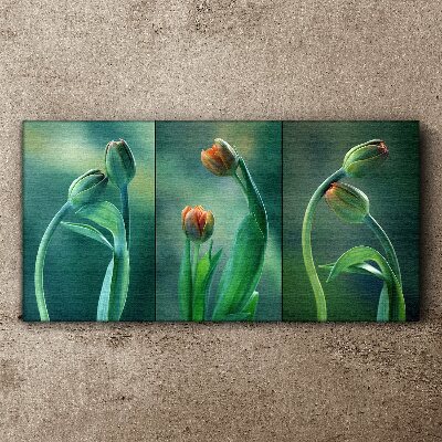 Obraz na plátne Kvety rastlín tulipány