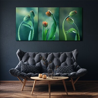 Obraz na plátne Kvety rastlín tulipány