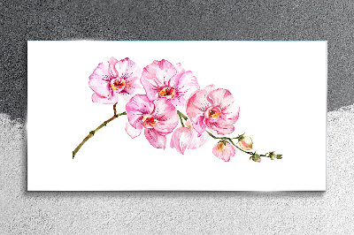 Skleneny obraz Ružové orchidey na bielom pozadí