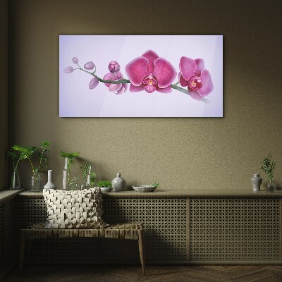 Skleneny obraz Orchidey v jemných odtieňoch ružovej