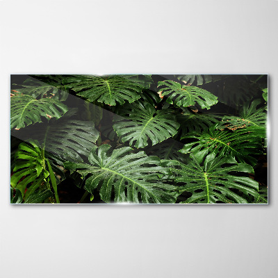 Skleneny obraz Tropické listy Monstera