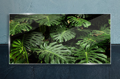 Skleneny obraz Tropické listy Monstera