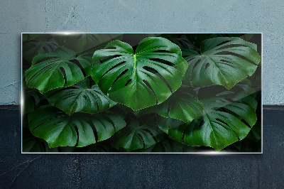 Skleneny obraz Zelená symfónia listov Monstera
