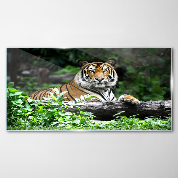 Skleneny obraz Tiger v zelenom lese