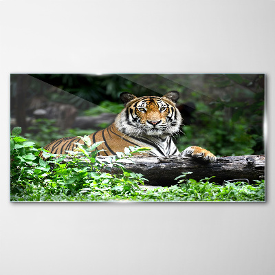 Skleneny obraz Tiger v zelenom lese