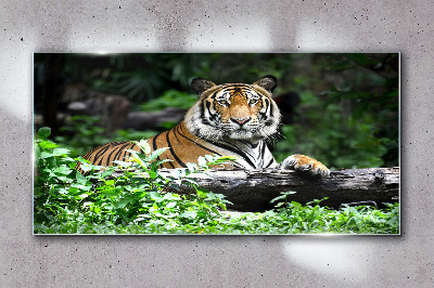 Skleneny obraz Lesné zvieracie mačka tiger