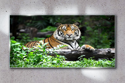 Skleneny obraz Tiger v zelenom lese