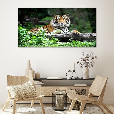 Skleneny obraz Tiger v zelenom lese