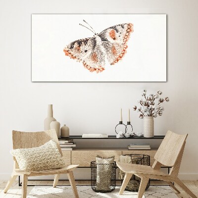 Obraz na skle Chyba hmyz motýľa