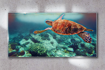 Skleneny obraz Morská zvieratá korytnačka vody