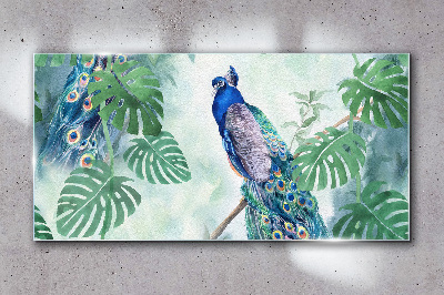 Skleneny obraz Páv v tropickej džungli