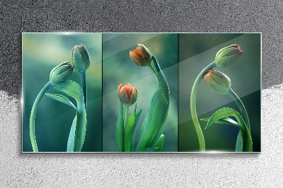Obraz na skle Kvety rastlín tulipány