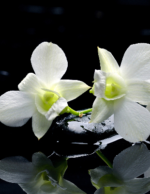 Roleta na okno Orchidey
