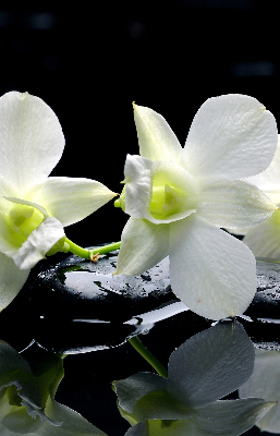 Roleta na okno Orchidey