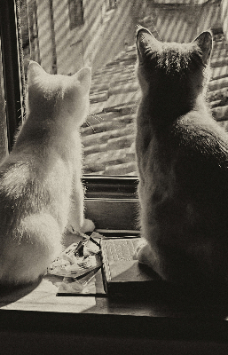 Roleta na okno Mačky v okne