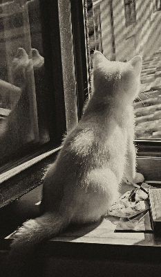 Roleta na okno Mačky v okne