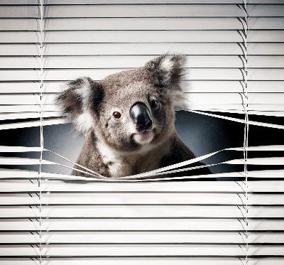 Roleta na okno Koala