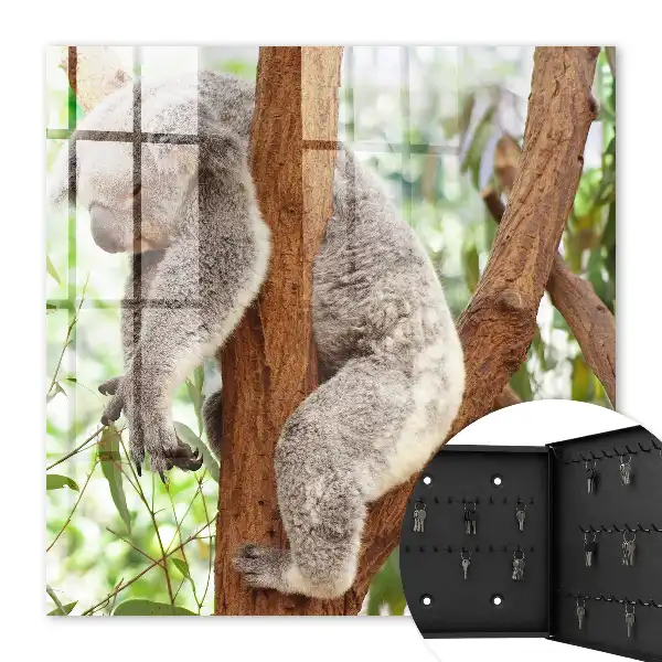 Koala relaxuje v prírodnom prostredí