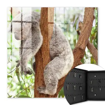 Koala relaxuje v prírodnom prostredí