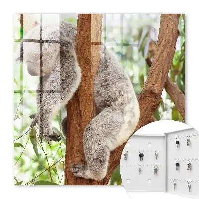 Koala relaxuje v prírodnom prostredí