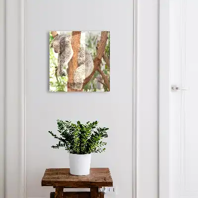 Koala relaxuje v prírodnom prostredí