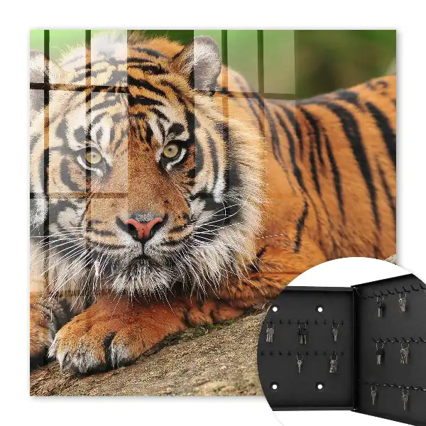 Tiger odpočíva s intenzívnym pohľadom