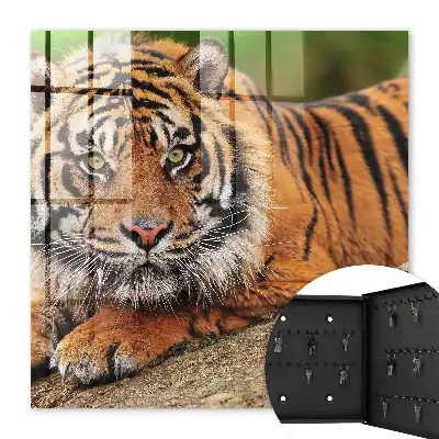 Tiger odpočíva s intenzívnym pohľadom