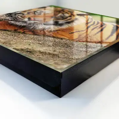 Tiger odpočíva s intenzívnym pohľadom