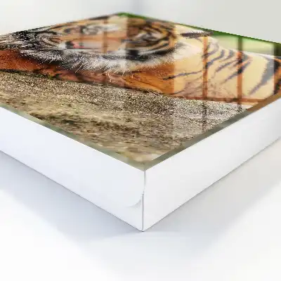 Tiger odpočíva s intenzívnym pohľadom