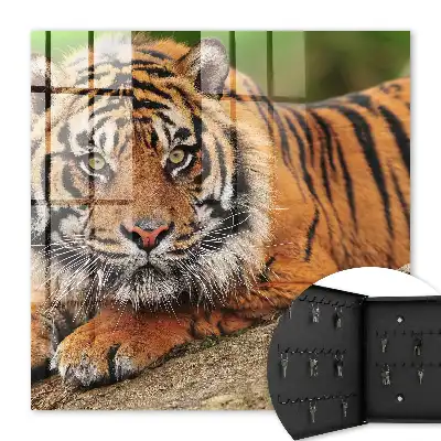 Tiger odpočíva s intenzívnym pohľadom