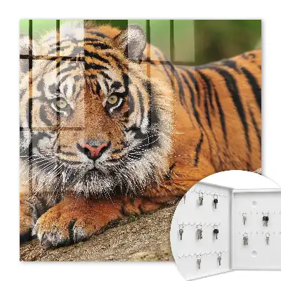 Tiger odpočíva s intenzívnym pohľadom