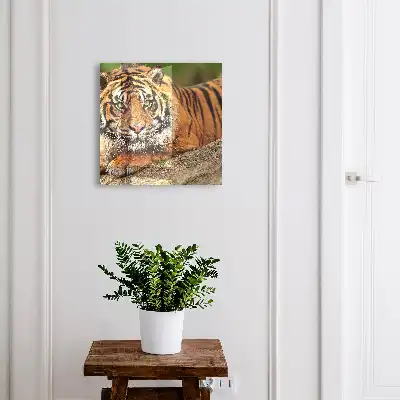 Tiger odpočíva s intenzívnym pohľadom