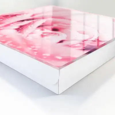 Ružová lahôdka s kvapkami rosy